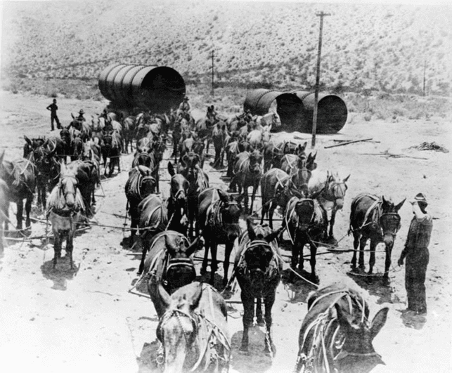 (1912)* - 52-mule team hauling sections of aqueduct pipe to the Jawbone Siphon.